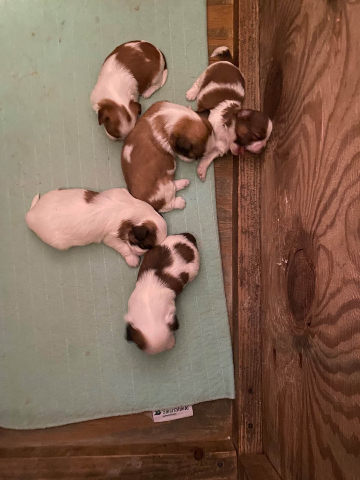 Shih Tzu Puppies breeder image 1