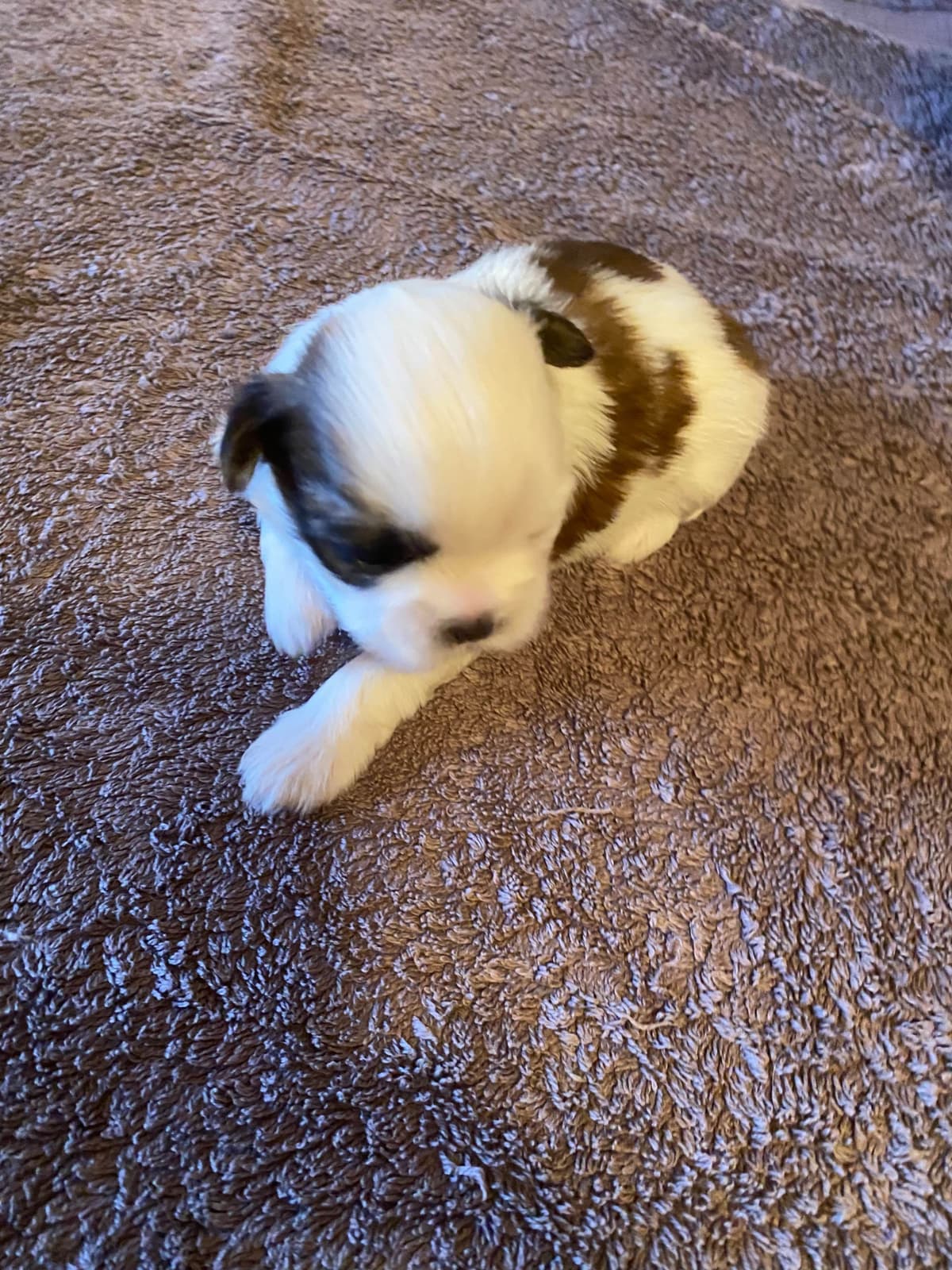Shih Tzu Puppies breeder image 2
