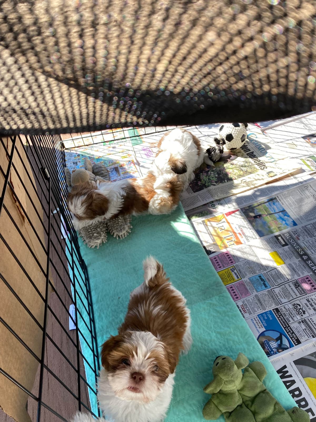 Shih Tzu Puppies breeder image 4