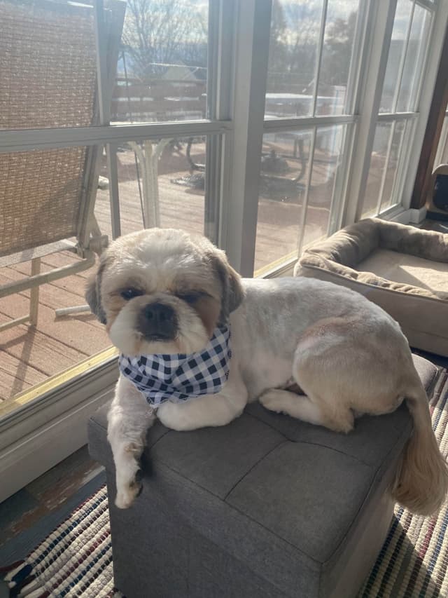 Shih Tzu Puppies media 2