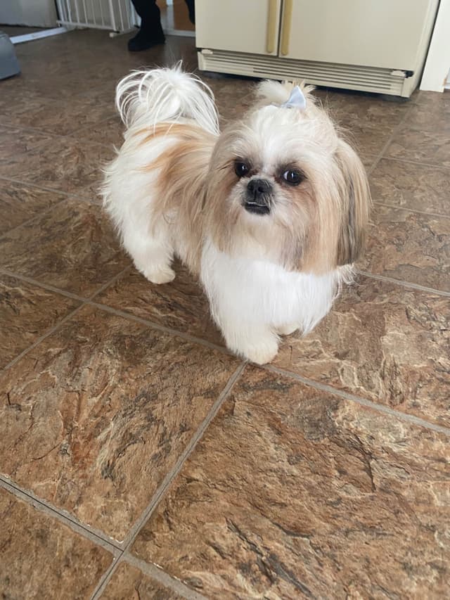 Shih Tzu Puppies media 3