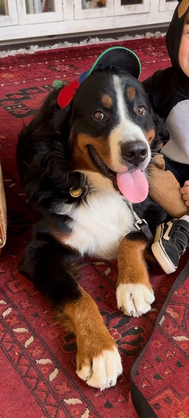 Bernese Mountain Dog Puppies breeder image 3