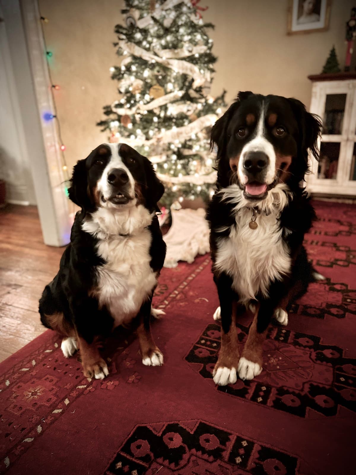Bernese Mountain Dog Puppies breeder image 6