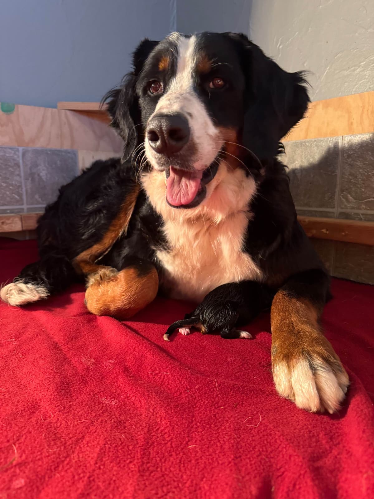 Bernese Mountain Dog Puppies breeder image 8