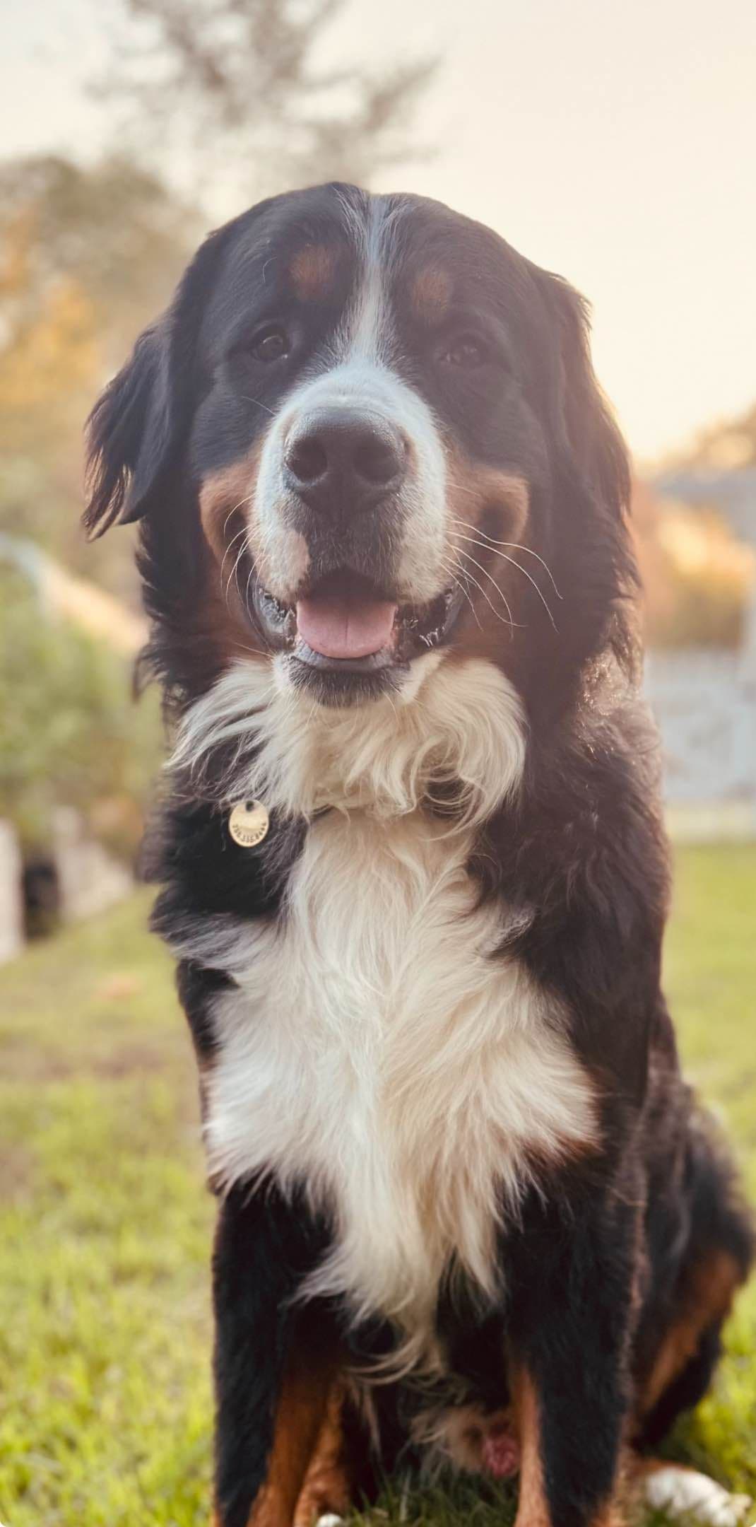 Bernese Mountain Dog Puppies breeder image 7