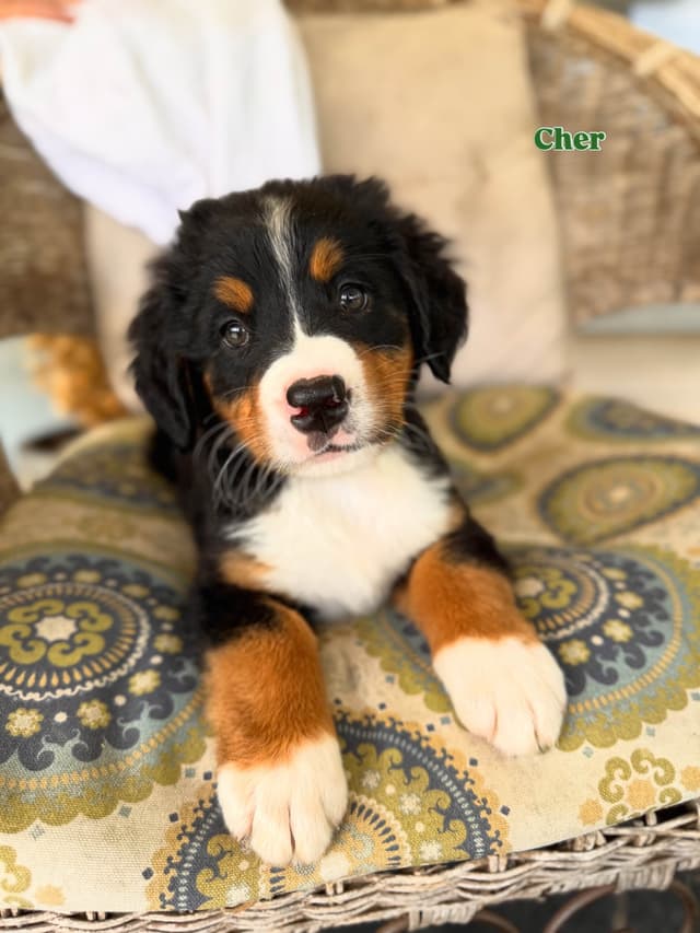 Bernese Mountain Dog Puppies media 2