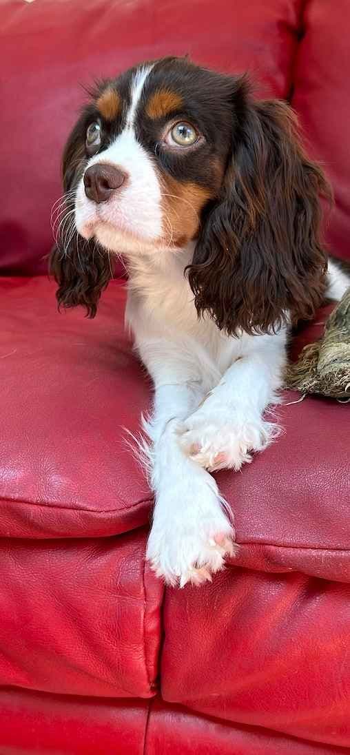 Cavalier King Charles Spaniel Puppies breeder image 1