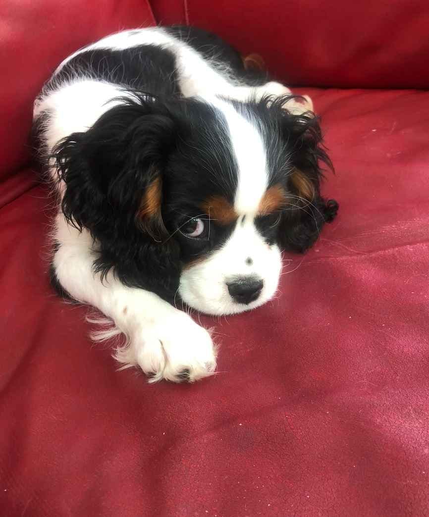 Cavalier King Charles Spaniel Puppies breeder image 2