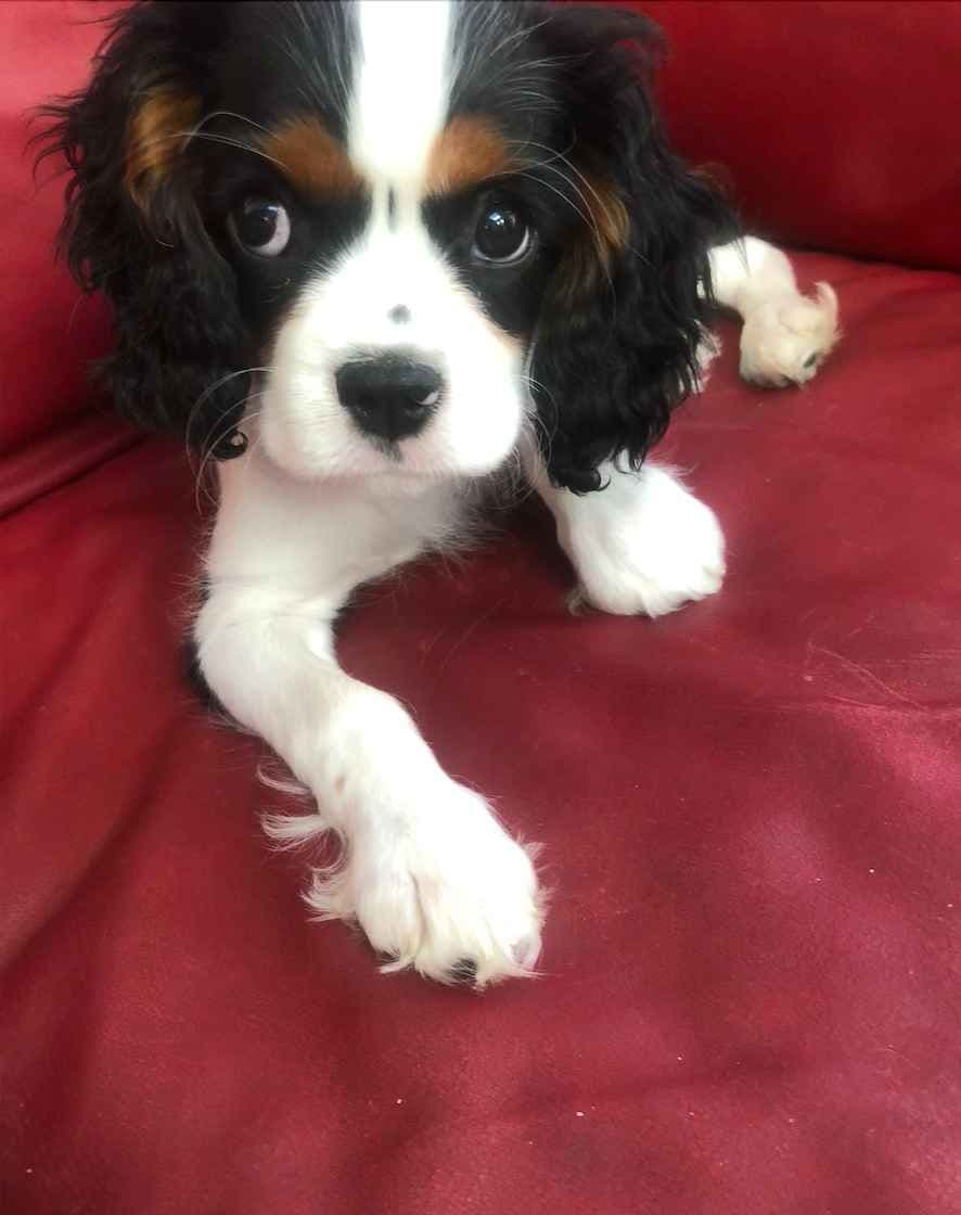 Cavalier King Charles Spaniel Puppies breeder image 3