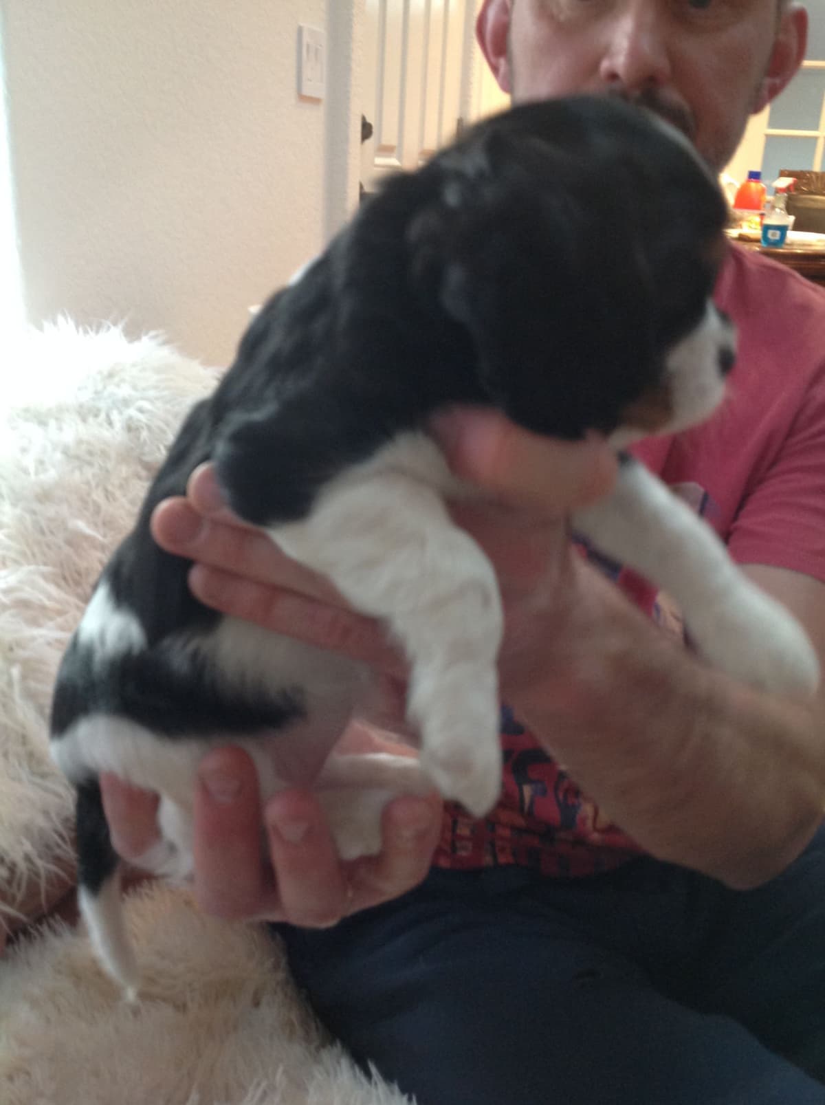 Cavalier King Charles Spaniel Puppies breeder image 5