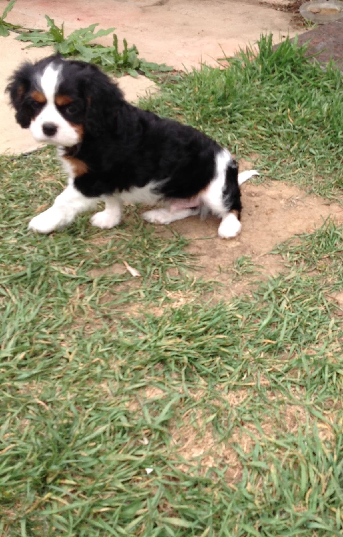 Cavalier King Charles Spaniel Puppies breeder image 6