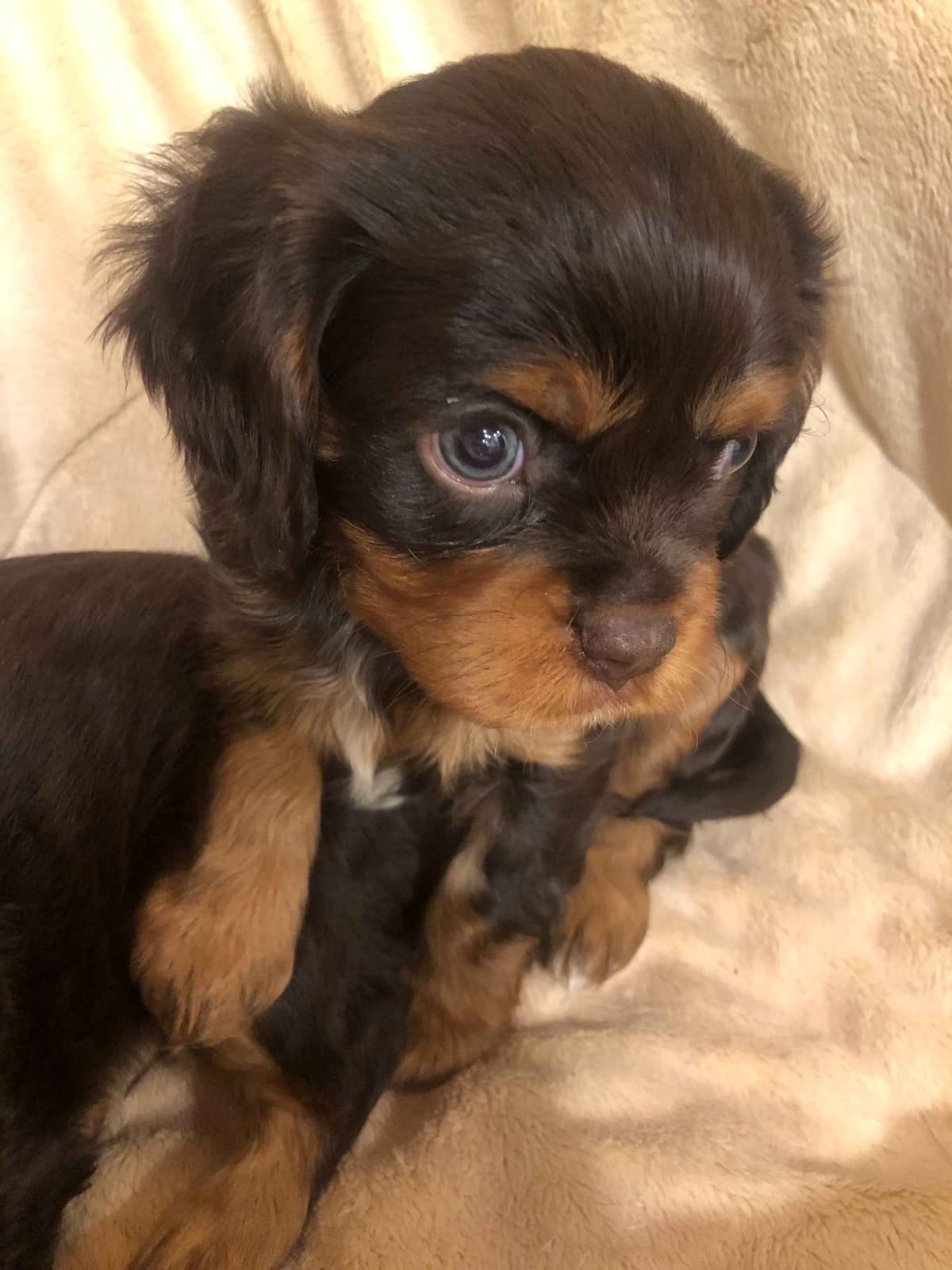 Cavalier King Charles Spaniel Puppies breeder image 7