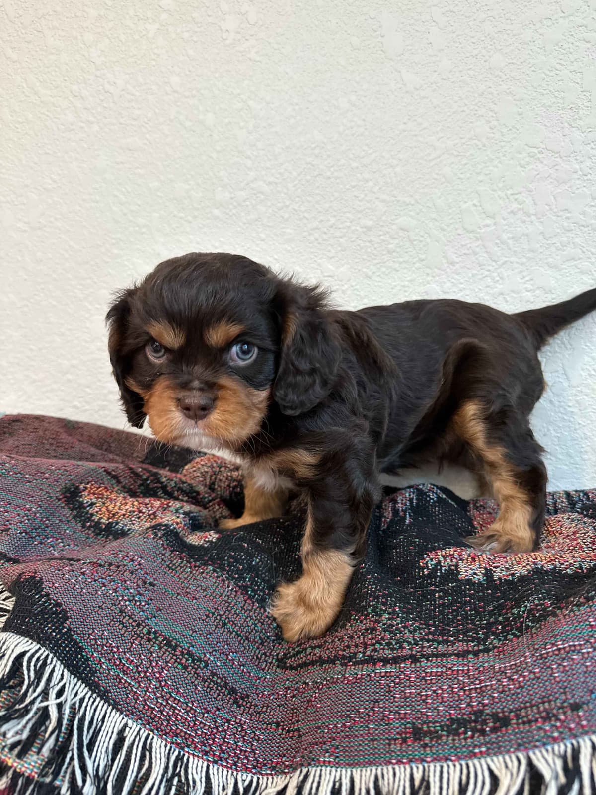 Cavalier King Charles Spaniel Puppies breeder image 8