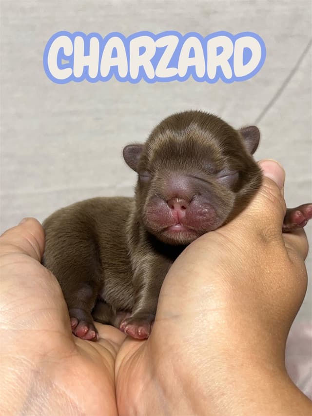 French Bulldog Puppies media 3