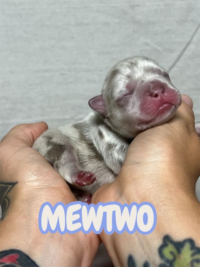 French Bulldog Puppies media 2