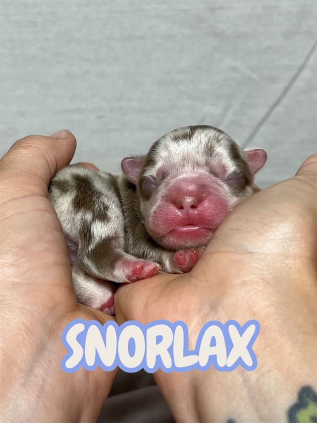 French Bulldog Puppies media 4