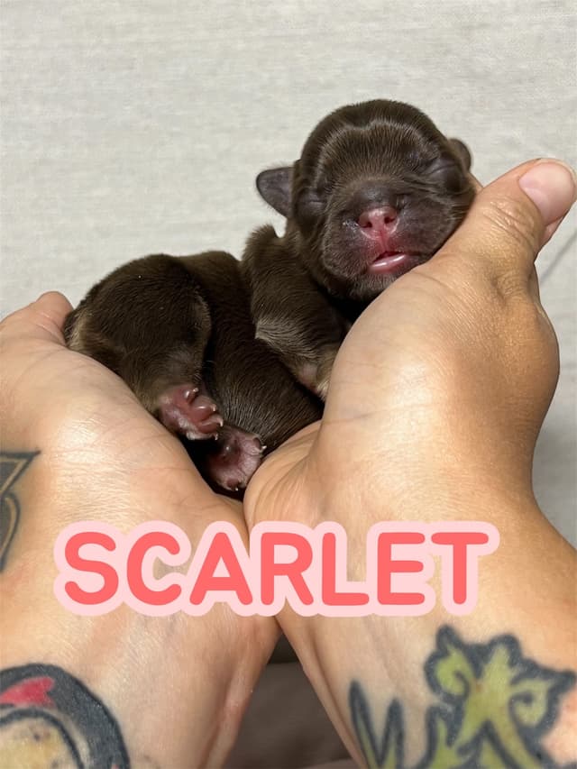 French Bulldog Puppies media 5