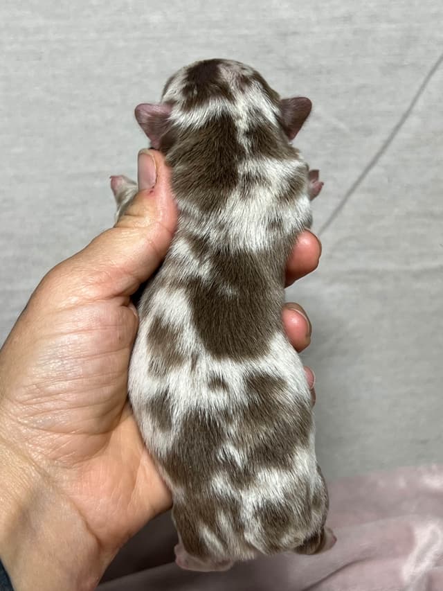 French Bulldog Puppies media 8