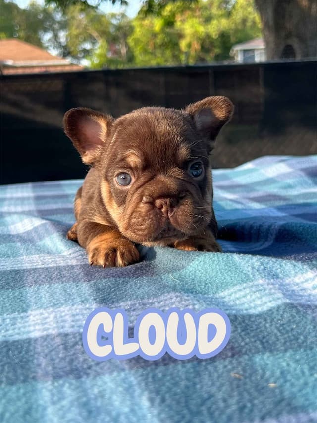 French Bulldog Puppies media 2