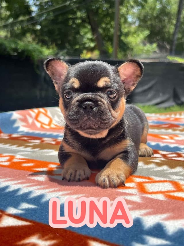 French Bulldog Puppies media 3