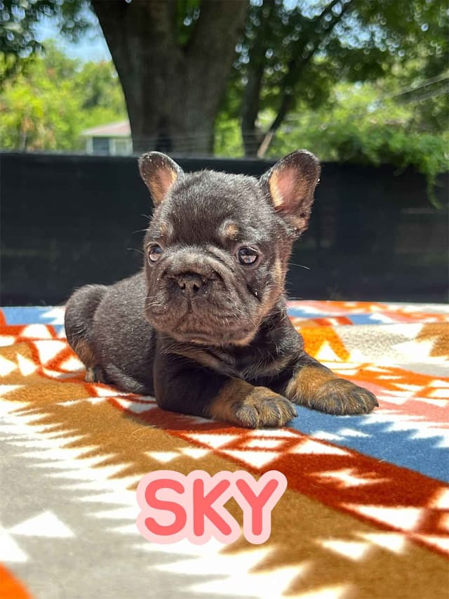 French Bulldog Puppies media 4