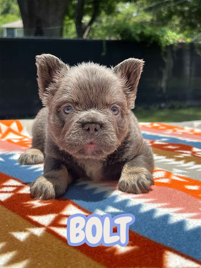 French Bulldog Puppies media 5