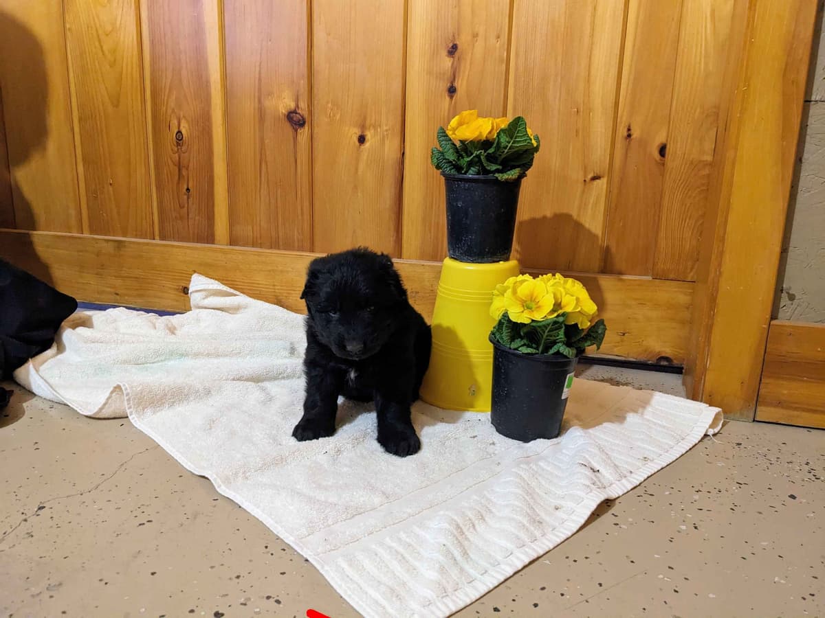 German Shepherd Dog Puppies breeder image 3