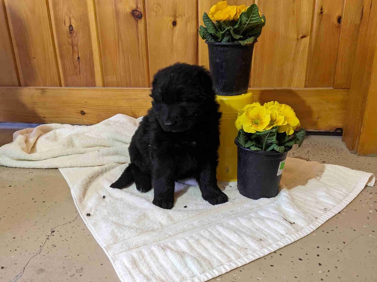 German Shepherd Dog Puppies breeder image 5