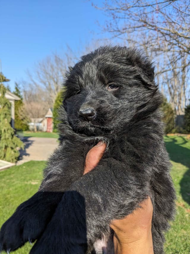 German Shepherd Dog Puppies media 2