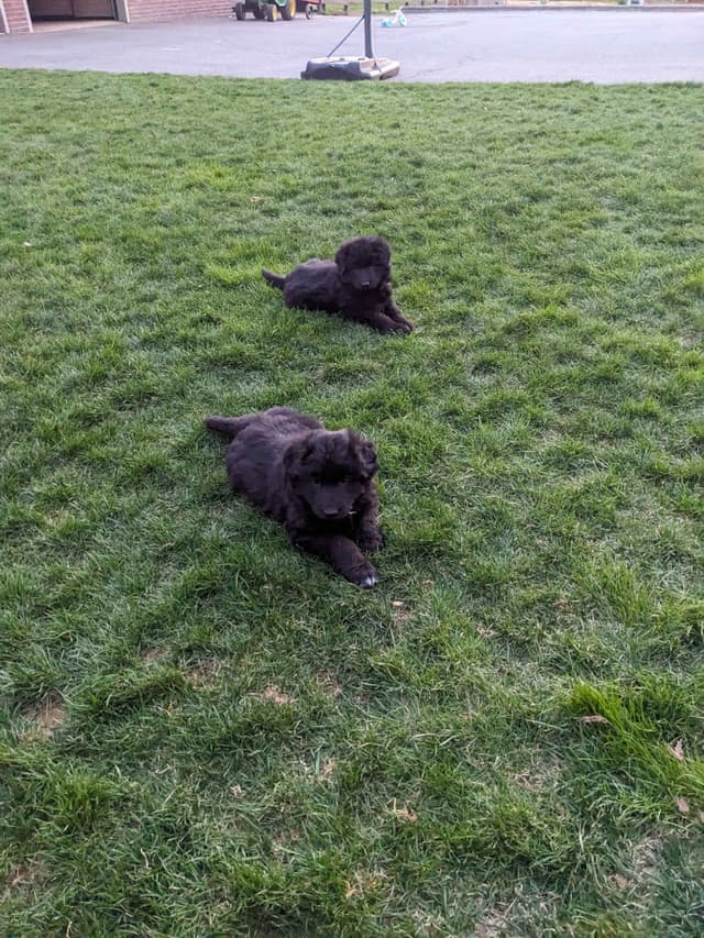 German Shepherd Dog Puppies media 3
