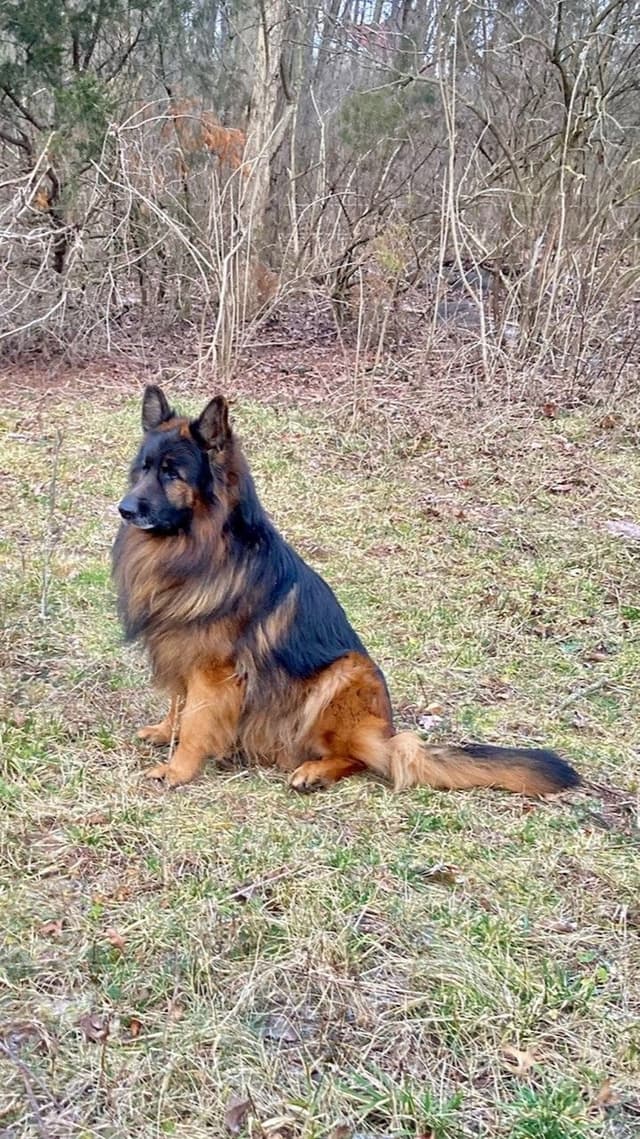 German Shepherd Dog Puppies media 4