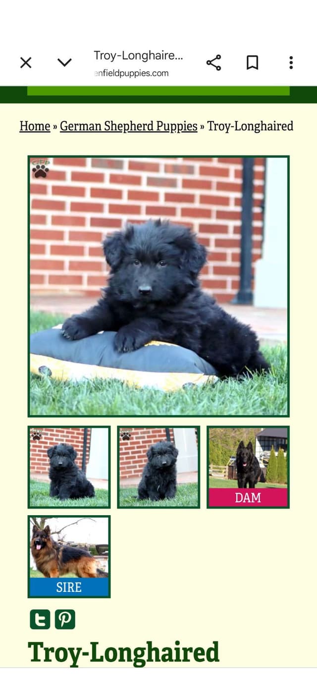 German Shepherd Dog Puppies media 5