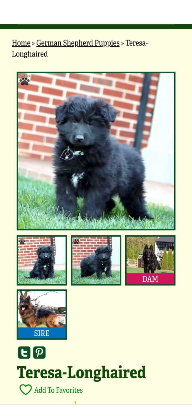 German Shepherd Dog Puppies media 6