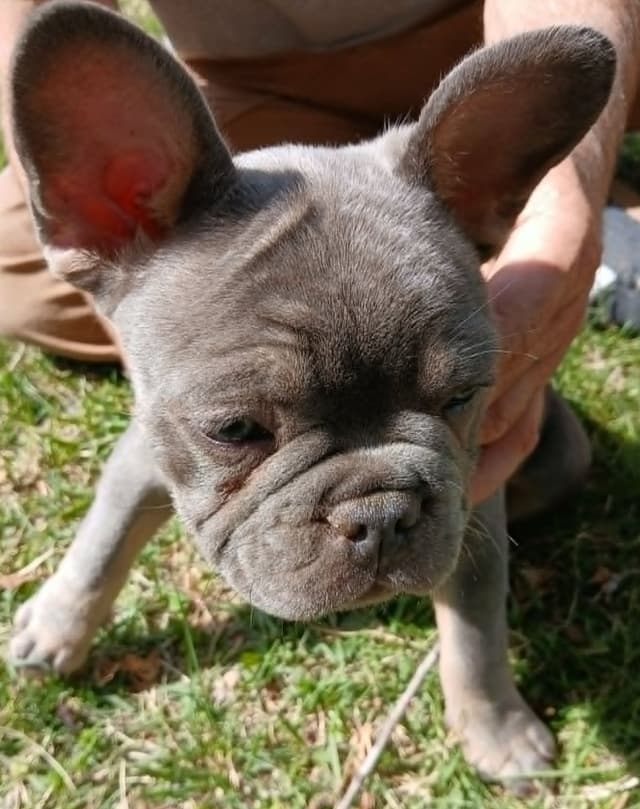 French Bulldog Puppies fluffy carriers media 2