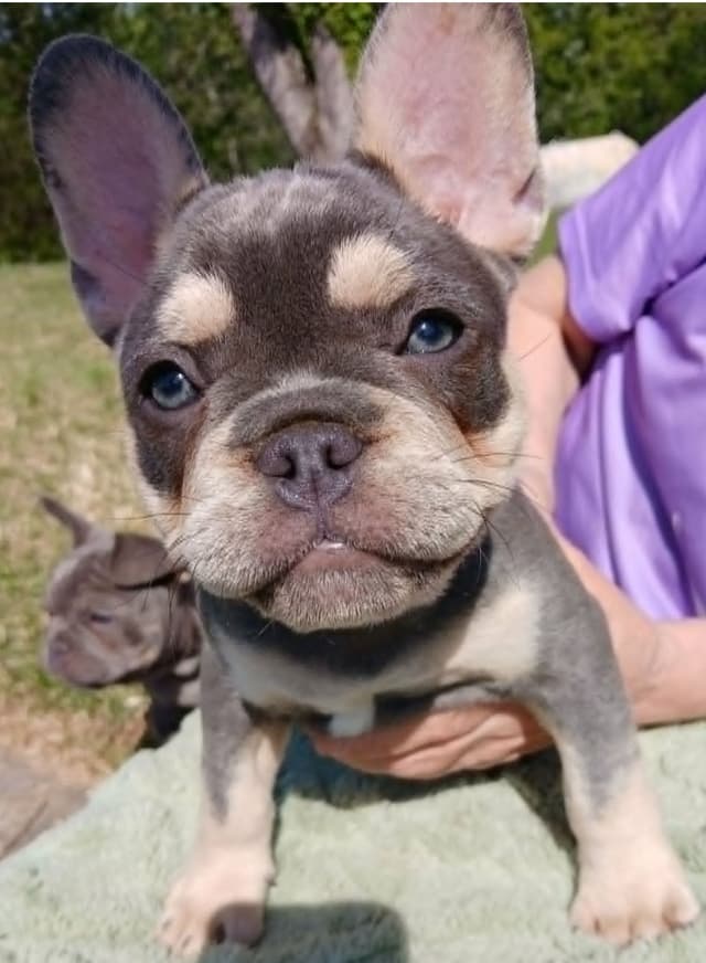 French Bulldog Puppies fluffy carriers media 3