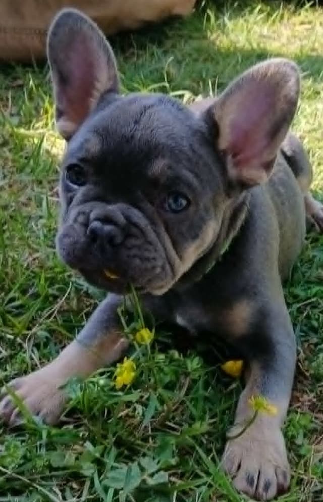 French Bulldog Puppies fluffy carriers media 4