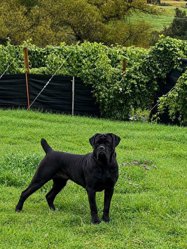 Cane Corso Puppies media 3
