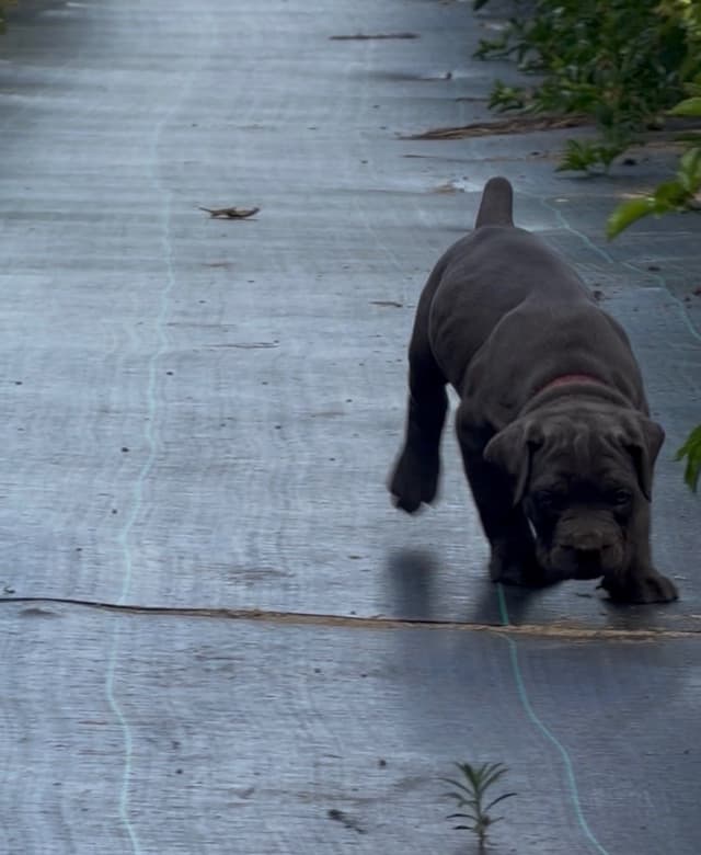 Cane Corso Puppies media 4