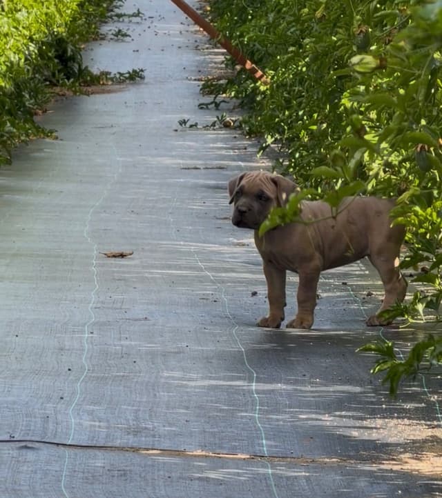 Cane Corso Puppies media 5