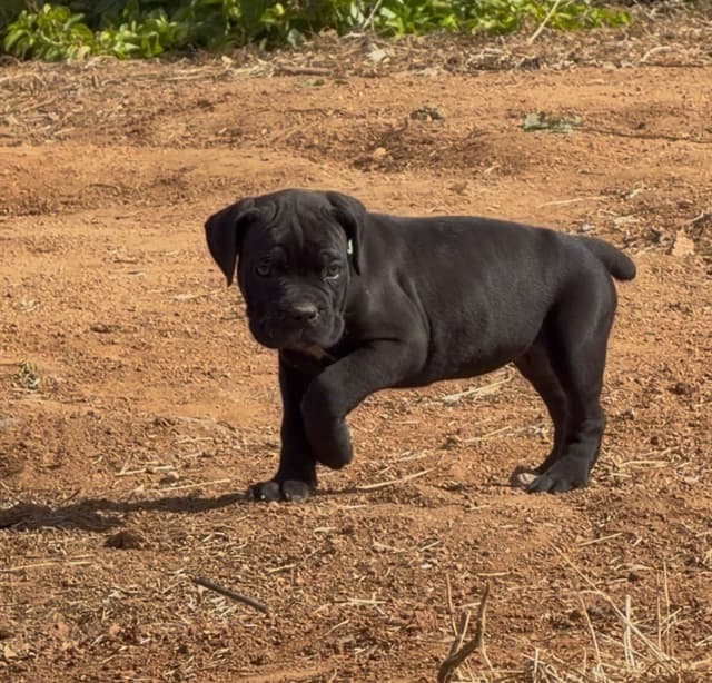 Cane Corso Puppies media 6