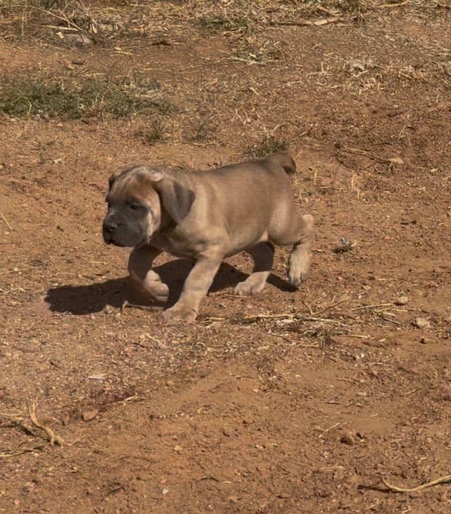 Cane Corso Puppies media 7