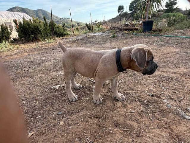 Cane Corso Puppies media 8