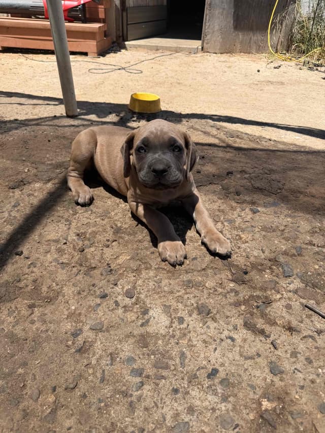 Cane Corso Puppies media 9