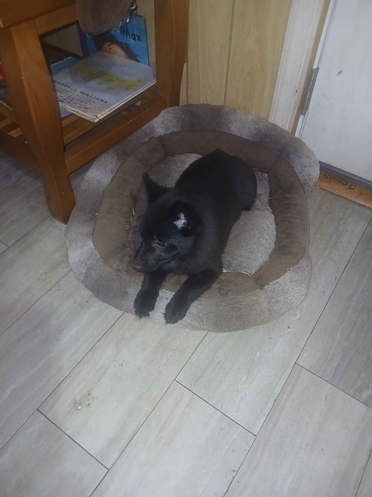 Schipperke Puppies breeder image 2