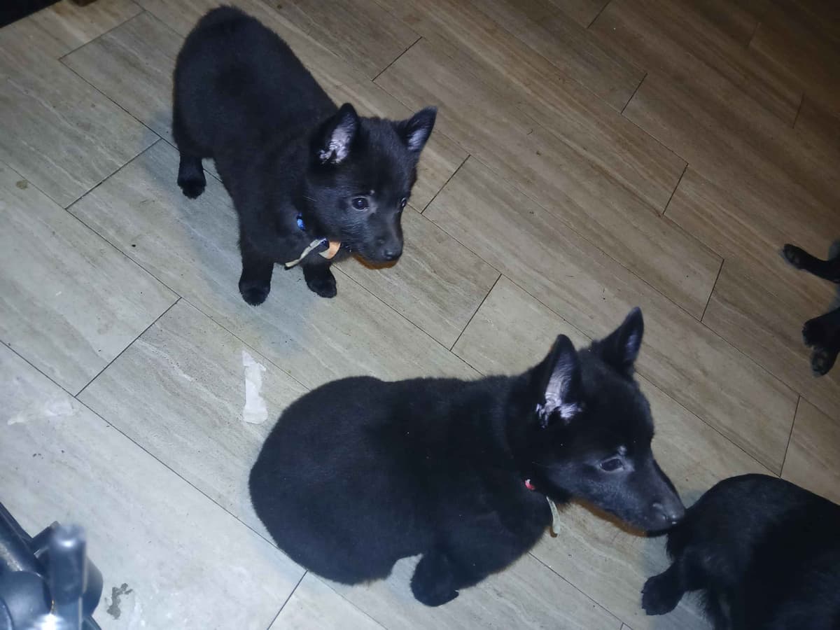 Schipperke Puppies breeder image 5