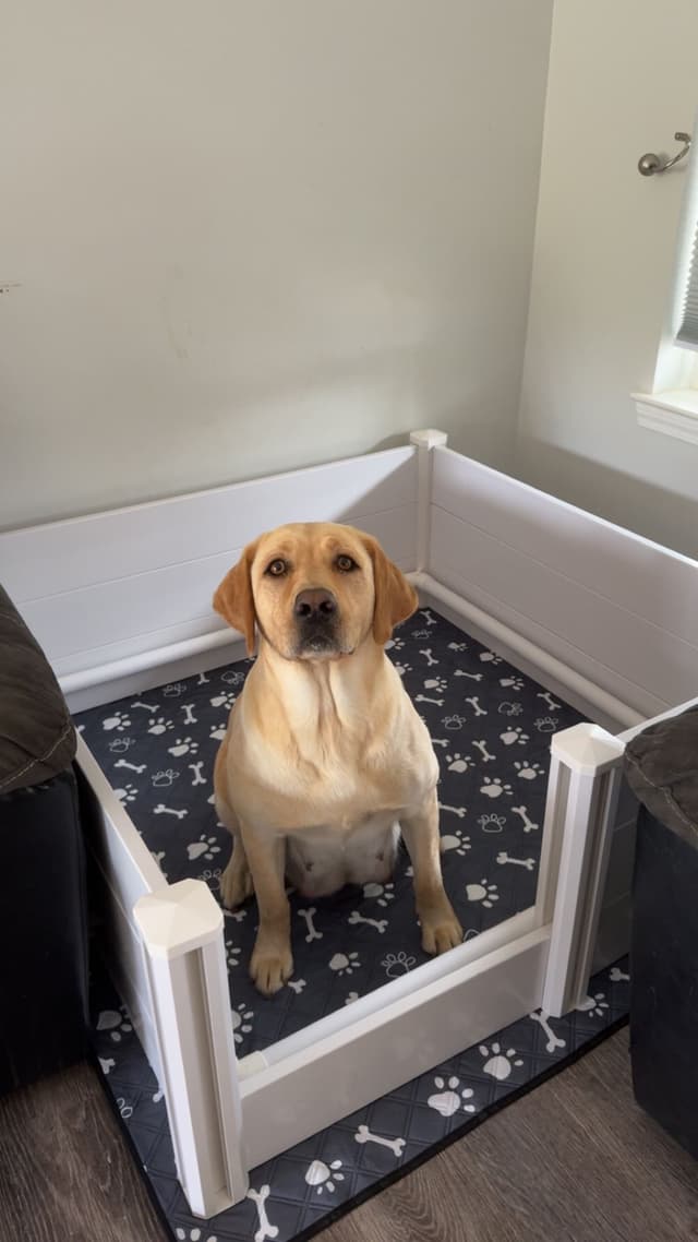 Labrador Retriever Puppies media 2
