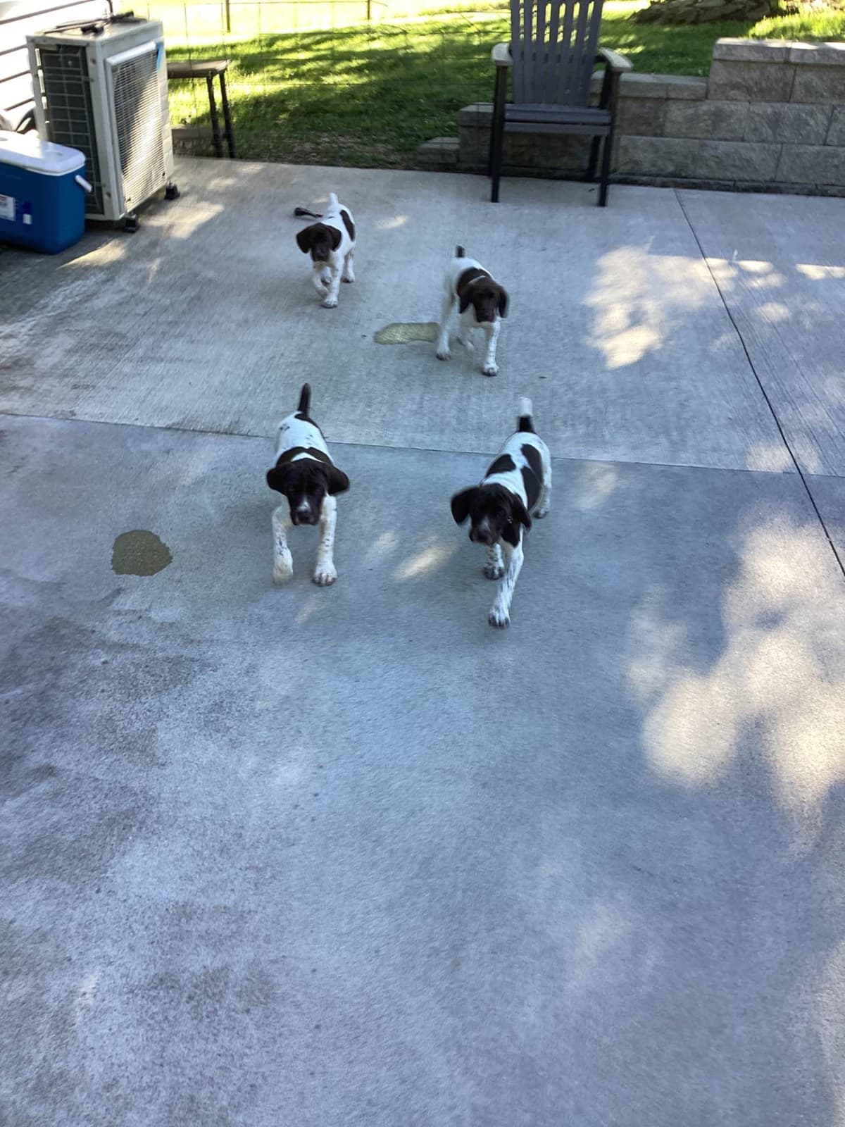 German Shorthaired Pointer Puppies breeder image 1