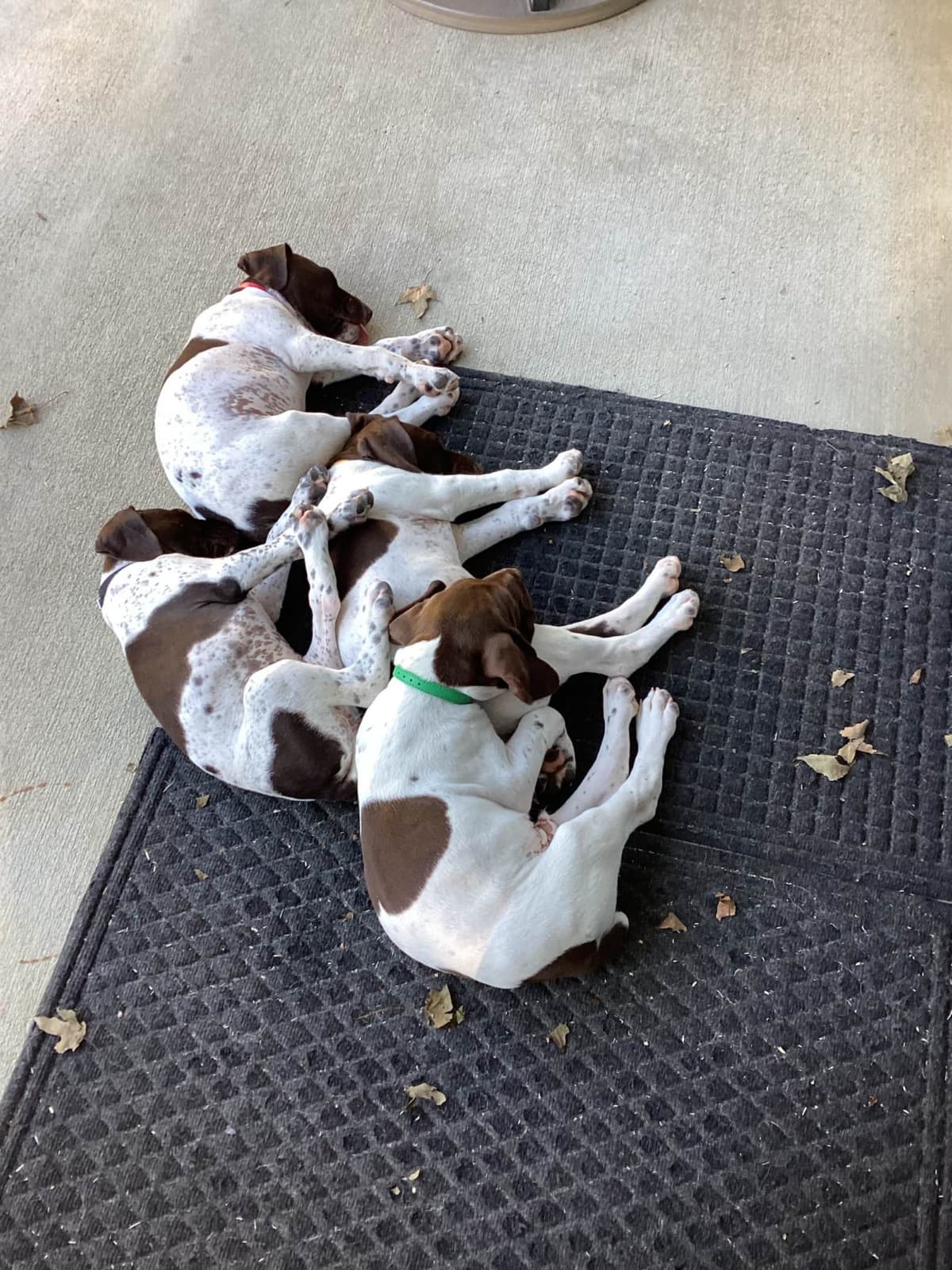 German Shorthaired Pointer Puppies breeder image 2