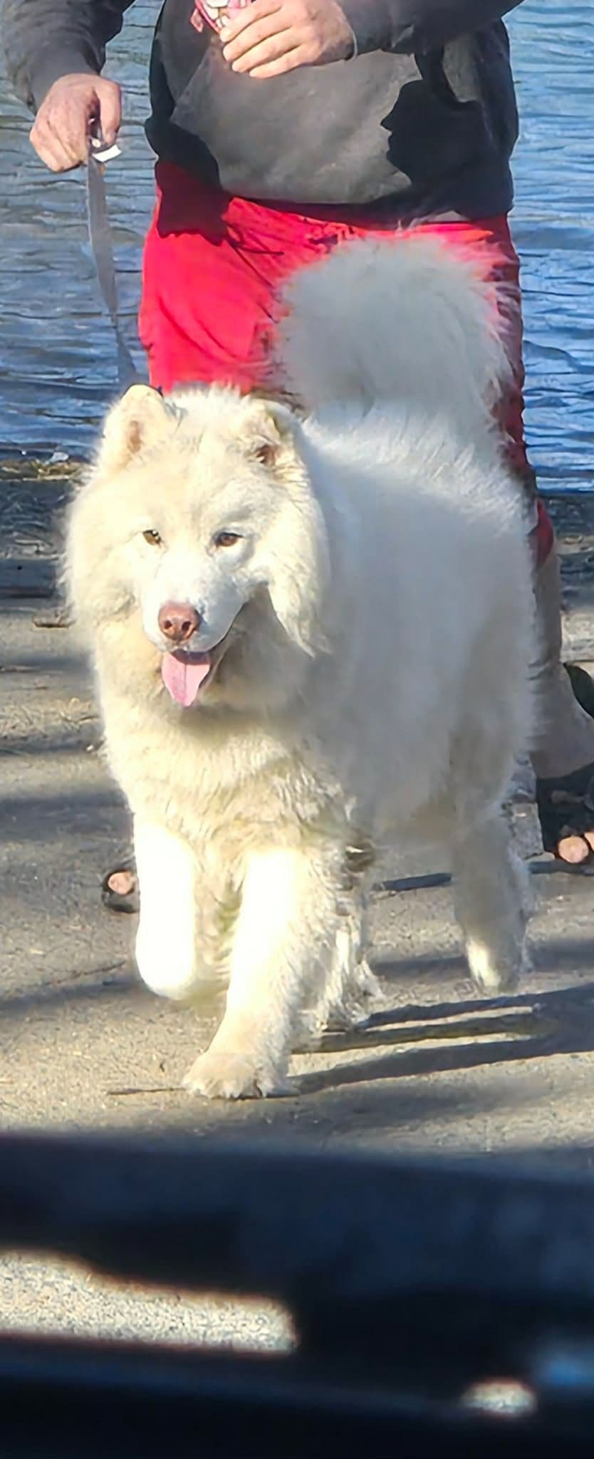 Siberian Husky Puppies breeder image 3