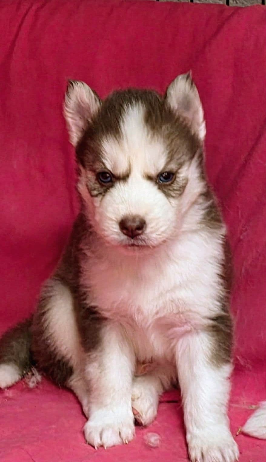 Siberian Husky Puppies breeder image 5
